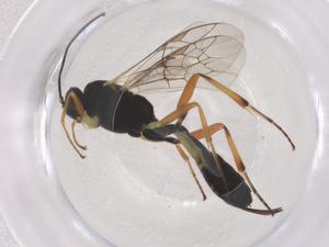  ( - CBG-B23301-B02)  @11 [ ] CreativeCommons - Attribution Share - Alike (2025) Centre for Biodiversity Genomics Centre for Biodiversity Genomics