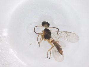  ( - CBG-B23301-D03)  @11 [ ] CreativeCommons - Attribution Share - Alike (2025) Centre for Biodiversity Genomics Centre for Biodiversity Genomics