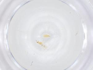  ( - CBG-B23303-B07)  @11 [ ] CreativeCommons - Attribution Share - Alike (2025) Centre for Biodiversity Genomics Centre for Biodiversity Genomics