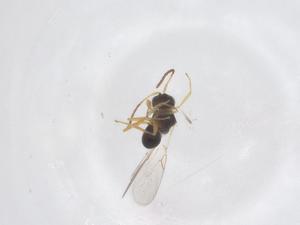  ( - CBG-B23303-D09)  @11 [ ] CreativeCommons - Attribution Share - Alike (2025) Centre for Biodiversity Genomics Centre for Biodiversity Genomics