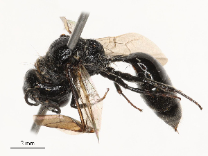  ( - CBG-B23315-C05)  @11 [ ] CreativeCommons - Attribution Share - Alike (2025) CBG Photography Group Centre for Biodiversity Genomics