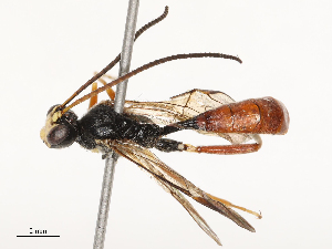  ( - CBG-B23315-D05)  @11 [ ] CreativeCommons - Attribution Share - Alike (2025) CBG Photography Group Centre for Biodiversity Genomics