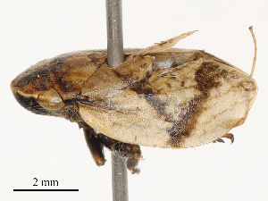  ( - CBG-B23315-H06)  @11 [ ] CreativeCommons - Attribution Share - Alike (2025) CBG Photography Group Centre for Biodiversity Genomics
