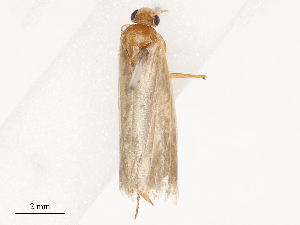  ( - CBG-B23316-B01)  @11 [ ] CreativeCommons - Attribution Share - Alike (2025) CBG Photography Group Centre for Biodiversity Genomics