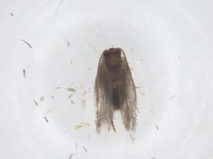  ( - CBG-B23424-E06)  @11 [ ] CreativeCommons - Attribution Share - Alike (2025) Centre for Biodiversity Genomics Centre for Biodiversity Genomics