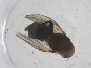  ( - CBG-B23425-B06)  @11 [ ] CreativeCommons - Attribution Share - Alike (2025) Centre for Biodiversity Genomics Centre for Biodiversity Genomics