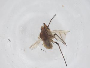  (Microsiphum - CBG-B23425-E08)  @11 [ ] CreativeCommons - Attribution Share - Alike (2025) Centre for Biodiversity Genomics Centre for Biodiversity Genomics