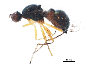  ( - BIOUG11682-H08)  @13 [ ] CreativeCommons - Attribution (2015) CBG Photography Group Centre for Biodiversity Genomics