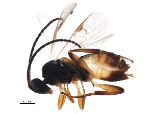  (Cotesia villana - BIOUG12228-E01)  @14 [ ] CreativeCommons - Attribution (2015) CBG Photography Group Centre for Biodiversity Genomics