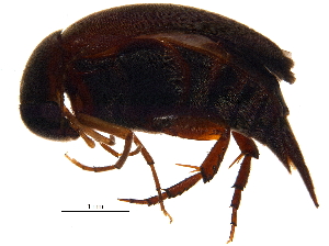  (Falsomordellistena shinanoensis - BIOUG12479-G04)  @13 [ ] CreativeCommons - Attribution (2014) CBG Photography Group Centre for Biodiversity Genomics