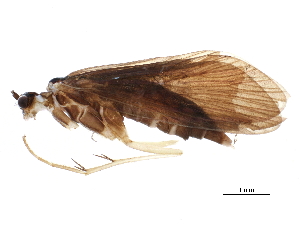  (Rhyacophila kardakoffi - BIOUG12522-G03)  @13 [ ] CreativeCommons - Attribution (2015) CBG Photography Group Centre for Biodiversity Genomics