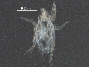  (Amblyseiella amanoi - BIOUG26257-D08)  @11 [ ] CreativeCommons - Attribution (2017) CBG Photography Group Centre for Biodiversity Genomics