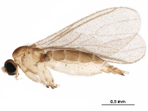  (Corynoptera marinae - BIOUG26353-F08)  @14 [ ] CreativeCommons - Attribution (2018) CBG Photography Group Centre for Biodiversity Genomics