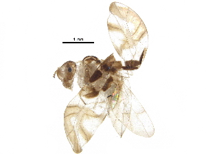  ( - BIOUG26824-B02)  @14 [ ] CreativeCommons - Attribution (2017) CBG Photography Group Centre for Biodiversity Genomics