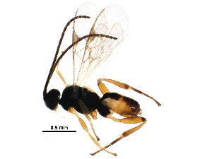  (Cotesia jft93 - BIOUG27338-B07)  @13 [ ] CreativeCommons - Attribution (2017) CBG Photography Group Centre for Biodiversity Genomics