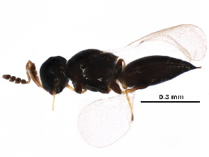  ( - BIOUG27338-B11)  @11 [ ] CreativeCommons - Attribution (2017) CBG Photography Group Centre for Biodiversity Genomics