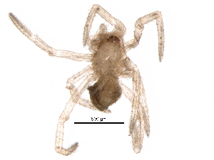  ( - BIOUG27838-C02)  @11 [ ] CreativeCommons - Attribution (2016) CBG Photography Group Centre for Biodiversity Genomics