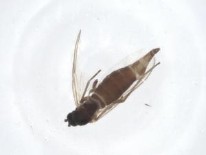  ( - CBG-A19913-A11)  @11 [ ] CreativeCommons - Attribution Share - Alike (2023) Centre for Biodiversity Genomics Centre for Biodiversity Genomics