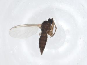  ( - CBG-A19913-B06)  @11 [ ] CreativeCommons - Attribution Share - Alike (2023) Centre for Biodiversity Genomics Centre for Biodiversity Genomics