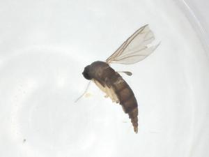  ( - CBG-A22011-A09)  @11 [ ] CreativeCommons - Attribution Share - Alike (2023) Centre for Biodiversity Genomics Centre for Biodiversity Genomics