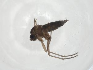  ( - CBG-A22887-C08)  @11 [ ] CreativeCommons - Attribution Share - Alike (2023) Centre for Biodiversity Genomics Centre for Biodiversity Genomics