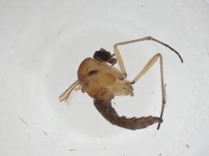  ( - CBG-A26970-B12)  @11 [ ] CreativeCommons - Attribution Share - Alike (2024) Centre for Biodiversity Genomics Centre for Biodiversity Genomics