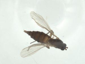  ( - CBG-A26988-B12)  @11 [ ] CreativeCommons - Attribution Share - Alike (2024) Centre for Biodiversity Genomics Centre for Biodiversity Genomics