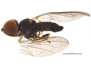  ( - BIOUG08966-G05)  @11 [ ] CreativeCommons - Attribution (2015) CBG Photography Group Centre for Biodiversity Genomics