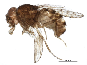  (Drosophila buzzatii - BIOUG09041-G03)  @14 [ ] CreativeCommons - Attribution (2015) CBG Photography Group Centre for Biodiversity Genomics