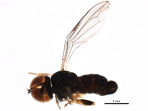  ( - BIOUG09252-G06)  @11 [ ] CreativeCommons - Attribution (2015) CBG Photography Group Centre for Biodiversity Genomics