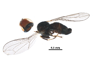  ( - BIOUG09279-B07)  @11 [ ] CreativeCommons - Attribution (2016) CBG Photography Group Centre for Biodiversity Genomics