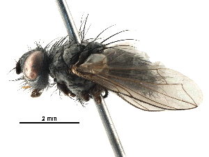  ( - BIOUG09315-E01)  @11 [ ] CreativeCommons - Attribution (2016) CBG Photography Group Centre for Biodiversity Genomics