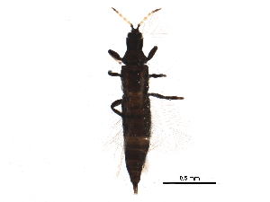  ( - BIOUG09800-F03)  @13 [ ] CreativeCommons - Attribution (2015) CBG Photography Group Centre for Biodiversity Genomics