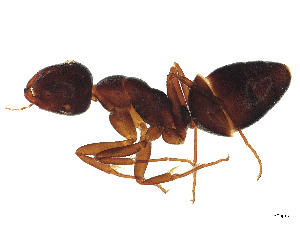  ( - BIOUG51790-D01)  @11 [ ] CreativeCommons - Attribution Share - Alike (2023) CBG Photography Group Centre for Biodiversity Genomics