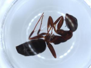  ( - BIOUG51790-D06)  @11 [ ] CreativeCommons - Attribution (2020) Centre for Biodiversity Genomics Centre for Biodiversity Genomics