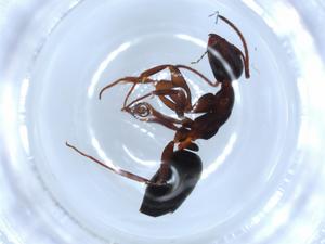  ( - BIOUG51790-D05)  @11 [ ] CreativeCommons - Attribution (2020) Centre for Biodiversity Genomics Centre for Biodiversity Genomics