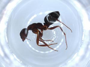  ( - BIOUG51790-D01)  @11 [ ] CreativeCommons - Attribution (2020) Centre for Biodiversity Genomics Centre for Biodiversity Genomics