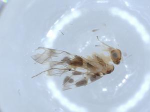  ( - BIOUG51870-F03)  @11 [ ] CreativeCommons - Attribution (2020) Centre for Biodiversity Genomics Centre for Biodiversity Genomics