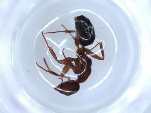  ( - BIOUG51872-D07)  @11 [ ] CreativeCommons - Attribution (2020) Centre for Biodiversity Genomics Centre for Biodiversity Genomics