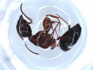  ( - BIOUG51872-E11)  @11 [ ] CreativeCommons - Attribution (2020) Centre for Biodiversity Genomics Centre for Biodiversity Genomics