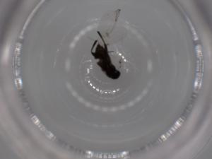  ( - BIOUG51874-D01)  @12 [ ] CreativeCommons - Attribution (2020) Centre for Biodiversity Genomics Centre for Biodiversity Genomics