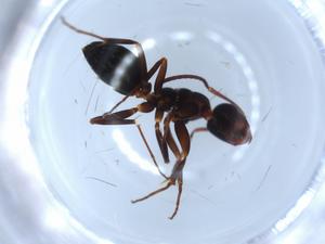  ( - BIOUG51982-H11)  @11 [ ] CreativeCommons - Attribution (2020) Centre for Biodiversity Genomics Centre for Biodiversity Genomics