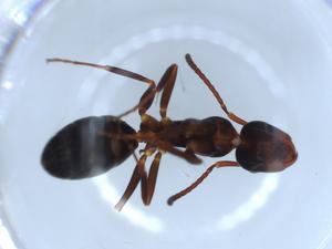  ( - BIOUG52196-E12)  @11 [ ] CreativeCommons - Attribution (2020) Centre for Biodiversity Genomics Centre for Biodiversity Genomics