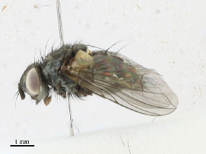 ( - CBG-A18383-A11)  @11 [ ] CreativeCommons - Attribution Share - Alike (2023) CBG Photography Group Centre for Biodiversity Genomics
