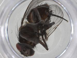  ( - CBG-A19787-F08)  @11 [ ] CreativeCommons - Attribution Share - Alike (2023) Centre for Biodiversity Genomics Centre for Biodiversity Genomics