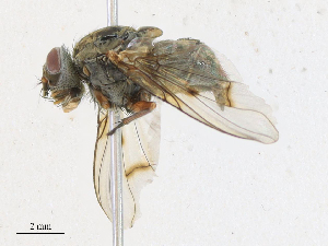  ( - CBG-A21644-A01)  @11 [ ] CreativeCommons - Attribution Share - Alike (2023) CBG Photography Group Centre for Biodiversity Genomics