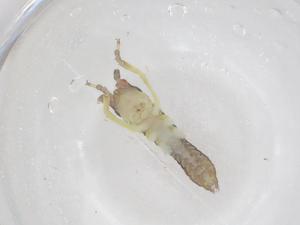  (Hapithidi - CBG-A50615-C08)  @11 [ ] CreativeCommons - Attribution Share - Alike (2024) Centre for Biodiversity Genomics Centre for Biodiversity Genomics