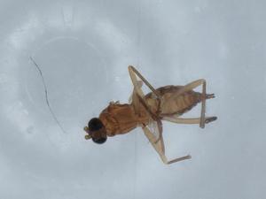  ( - BIOUG67218-C11)  @11 [ ] CreativeCommons - Attribution (2021) Centre for Biodiversity Genomics Centre for Biodiversity Genomics