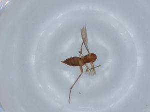  ( - BIOUG67250-D10)  @11 [ ] CreativeCommons - Attribution (2021) Centre for Biodiversity Genomics Centre for Biodiversity Genomics