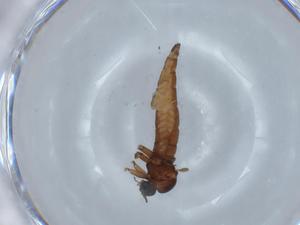  ( - BIOUG67254-G02)  @11 [ ] CreativeCommons - Attribution (2021) Centre for Biodiversity Genomics Centre for Biodiversity Genomics